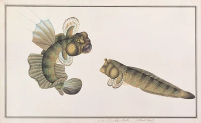 Dragão Mudskipper, de desenhos de peixes de Malaca, c.1805-18 (wc no papel)